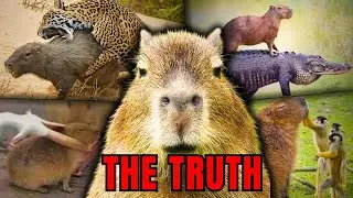 Why is The Capybara so Chill?