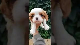 ПРОДАЁТСЯ МАЛЬЧИК МИНИ! КАВАЛЕР КИНГ ЧАРЛЬЗ СПАНИЕЛЬ 🙂 МИНИ 89967710554 Доставка в любой регион.