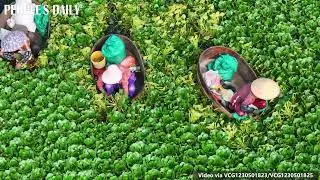 Villagers in Nantong, east China's Jiangsu, keep their hands busy with water chestnut-picking.