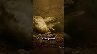 Безжалостный барсук атакует совиное гнездо, но… что это за звук?! 😱 