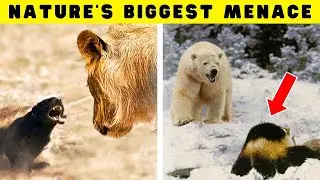 Mustelids | The Most OVERPOWERED Animals