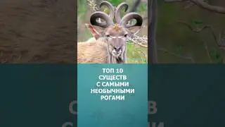 Топ 10 существ с самыми необычными рогами 
