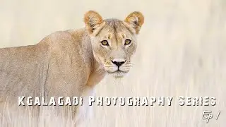 Cheetahs Sightings, Kalahari Tented Camp - Kgalagadi Transfrontier Park Photography Ep 1