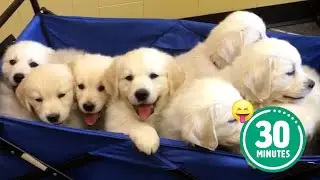 30 Minutes of the Worlds CUTEST Puppies! 🐶💕