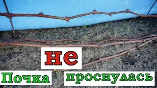 А вы уже открыли свой виноград в открытом грунте?