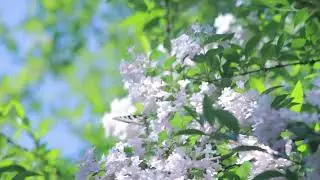 Butterfly on flowers copyright free background video