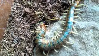 Tiger Centipede Feeding #2 (Scolopendra Polymorpha)