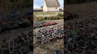 Мои растения. Чем я занималась сегодня. 