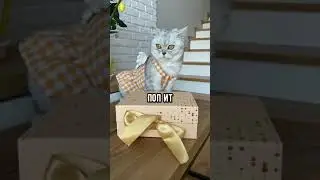 Смешные коты - Майя 😼 