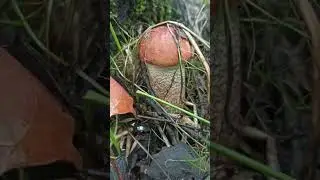 подосиновик