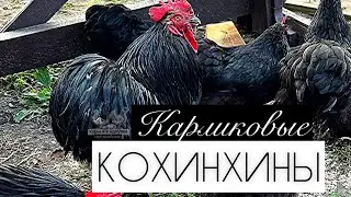 КОХИНХИН КАРЛИКОВЫЙ! Покупки для хозяйства! Новая порода кур! Куры🐔и Индоутки🦆! Своё хозяйство!