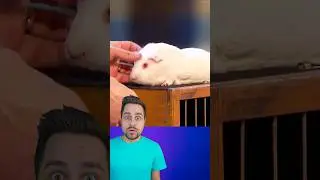 SHOCKING MAGIC TRICK REVEALED! 😱🐹