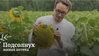 Подсолнух // Как заготавливать, сушить и применять // Живая аптека