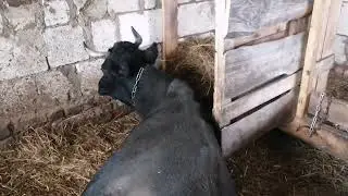 Проблемные отелы / Отелы продолжаются / Что делать если не вышел послед.