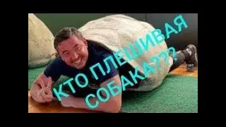 РУКОВОДСТВО ГУ КОНТРОЛЯ И КАЧЕСТВА ГОРОДСКОЙ СРЕДЫ г  НУР СУЛТАН , ВСТАЛО НА ЗАЩИТУ КАМАЗИСТОВ!!!