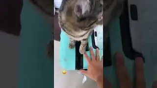 Джавид. новые истории..
