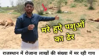 मरे हुऐ पशुओं का ढेर || राजस्थान में लिंपी वायरस से मर रही लाखों की संख्या में गाय
