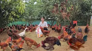 Group of roosters mating with hens. The hen tries to escape. Raising free-range chickens. ( Ep 271)