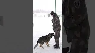 Дрессировка собак. Прыжки через скакалку. Dog's training. Jumping.