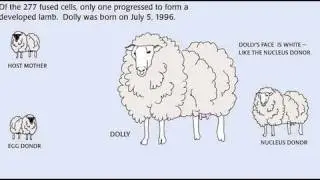 Cloning 101