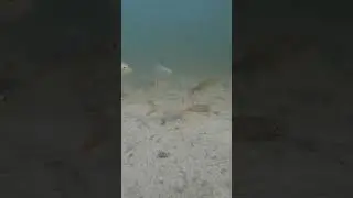 Опустил камеру под воду а там. Окунь ест Гольяна. НЯМ-НЯМ. Подводная съёмка. 