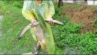 Những Pha Bắt Cá Chuối Khủng (Cá Lóc) Mùa Gặt