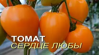 Томат СЕРДЦЕ ЛЮБЫ. Обзор сортов ТОМАТОВ!