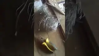 Петли на зайца ИЗГОТОВЛЕНИЕ