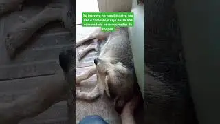 Cachorro vidente preve Brasil 4 x 0 Paraguai #viral #shorts #br