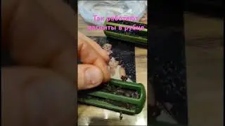 Магнит в корове через 2 года