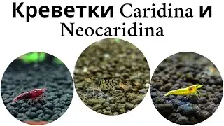 Креветочник часть 3. Аквариумные креветки каридины и неокаридины