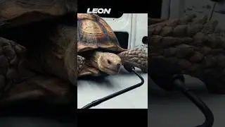 Мальчик и черепаха проходят собеседование/