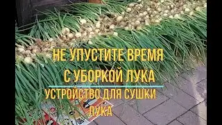 Татьяна. Успейте убрать лук вовремя.Всё об уборке лука. Приспособление для сушки лука своими руками