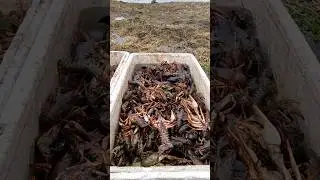 Раки в подарок у  кого есть интересные хобби или занятия ))) жду ваших комментариев