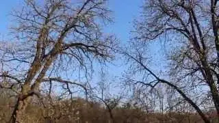 Песня Скворца и Каштаны и в Ботсаду имени Фомина, УКРАИНА, Киев
