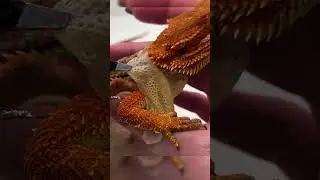Линька бородатого дракона 😨 