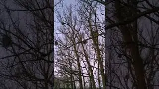 Скворцы (Гнесичи)