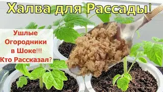 Любая рассада теперь не проблема . Добавил 1 ложку и рассада прет 100%