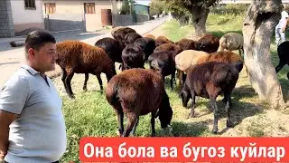 БУГОЗ КУЙЛАР АРЗОНИДАН СУРАГАНЛАРГА 📲99899 540 35 55