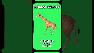 AFRICAN GIRAFFE video footage animation on a GREEN SCREEN.