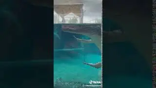 Как плавает крокодил