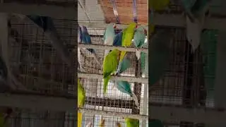 ringneck parrot #parrot #bird