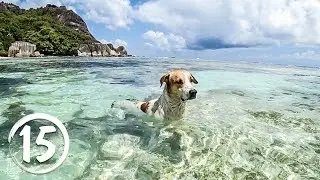 Остров Ла Диг, Сейшелы. Самый фотографируемый пляж в мире