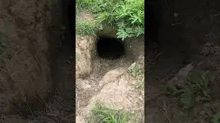 Как думаете чья нора?