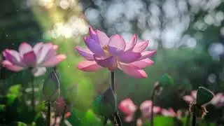 Lotus flower 10 hours. / Цветок лотоса 10 часов.
