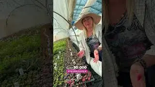 Черенкование в питомнике ЁЛЫ ПАЛЫ