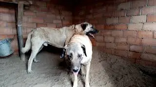Safkanlar