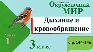 Дыхание и кровообращение. Окружающий мир. 3 класс, 1 часть. Учебник А. Плешаков стр. 144-146