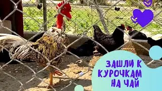 Зашли к курочкам Коко/ Visiting of chickens Coco