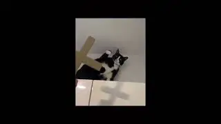 В кота вселился дьявол
